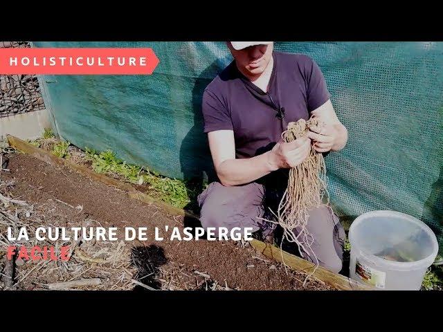 la culture de l'asperge facile