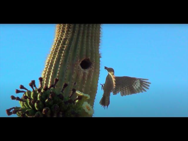 Saguaro Wilderness: A Day in the Desert