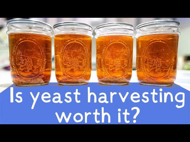 Can I reuse yeast after brewing? | Yeast harvesting.