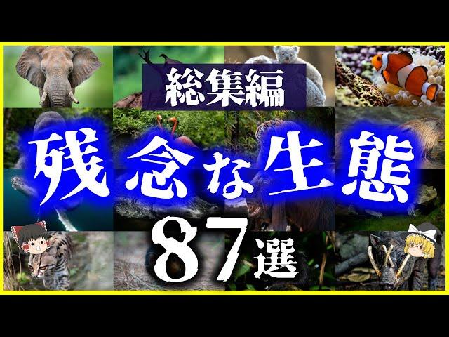 【ゆっくり解説】【総集編】残念で面白い生物たちの「生態」87選を解説【作業用】【睡眠用】