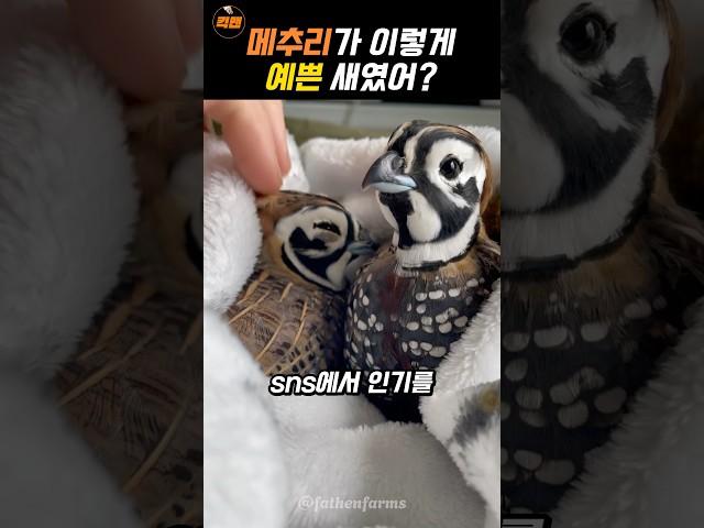 메추라기가 길들여지는 순간