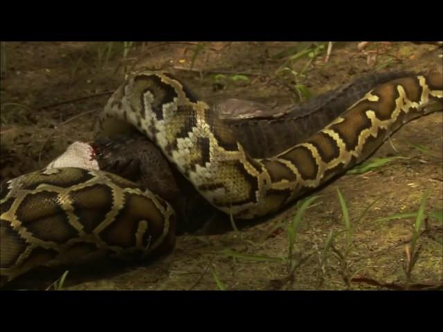 HD 2017 PBS NOVA Documentary -Nature Invasion of the Giant Pythons