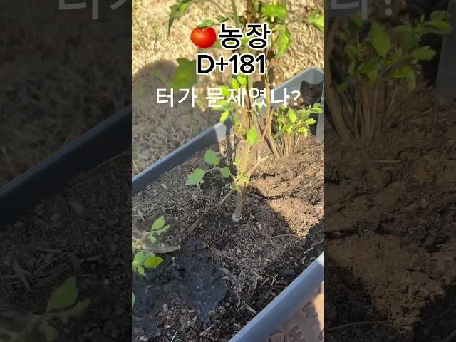  풍수지리설 진짜네;; #shorts