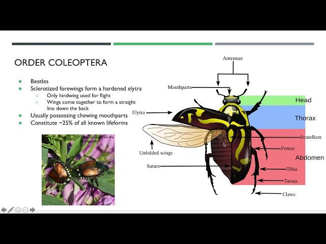 Insect Identification Webinar