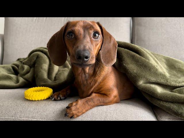 Mini dachshund's guide to a relaxing morning