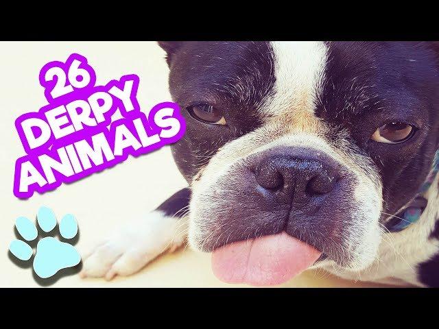 26 Derpy Animals You Will Love | Funny Animal Compilation | #thatpetlife