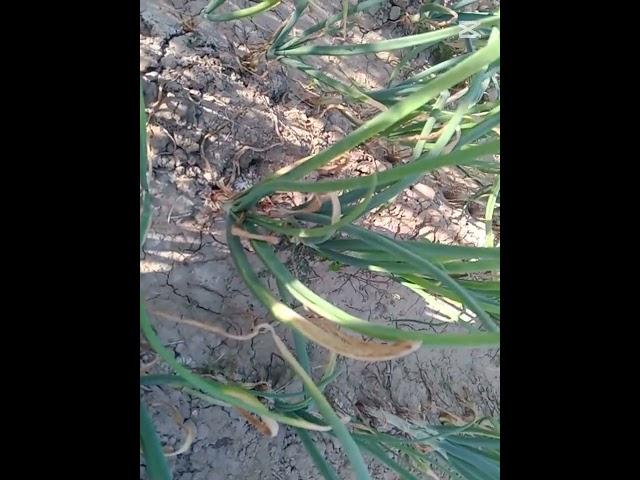 #villagelife #onion #garlic