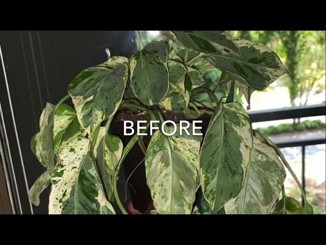 Plant Time lapse Video (Pothos)