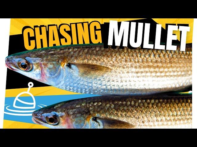 Catching MULLET for Food & Bait — Made Easy!