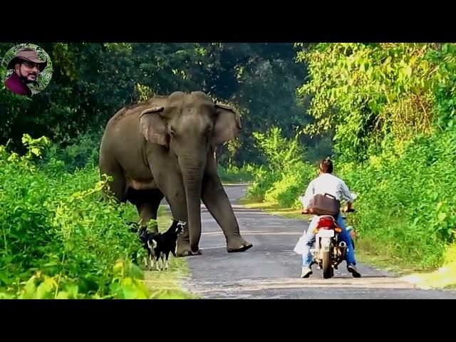 Behavior & chasing of elephant 1