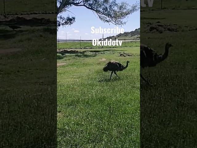 Emu - zing! #shorts #animals