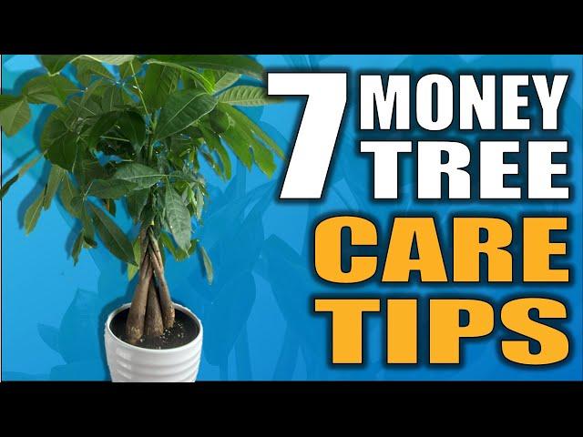 7 Money Tree Care Tips That you NEED to Know- Pachira Aquatica Houseplant Care