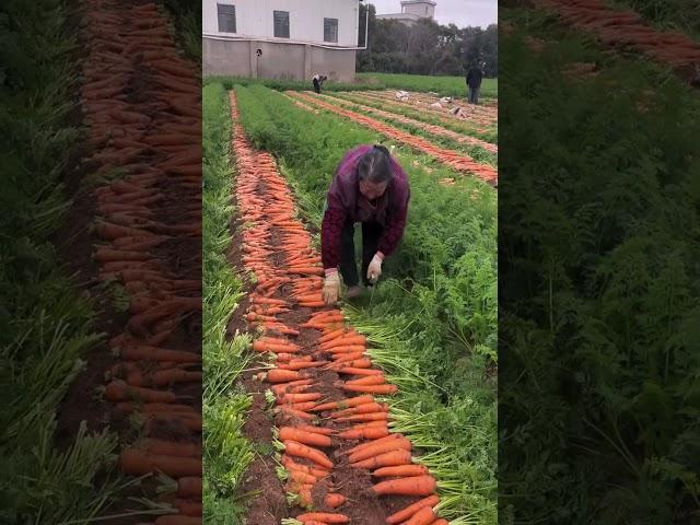 Carrots leaf cutting process #machine #trending #viralvideo
