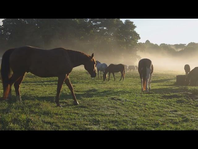 Ep 66 Q&A: 5 Tips For Trail Riding Young Horses & Goals During Pregnancy