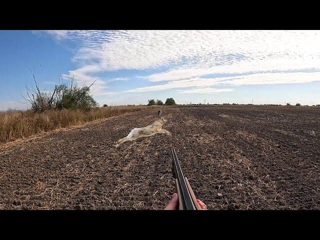 Pheasant, Partridge, Hare Hunting Bulgaria 2024 I Sülün, Keklik, Tavşan avı Bulgaristan 2024