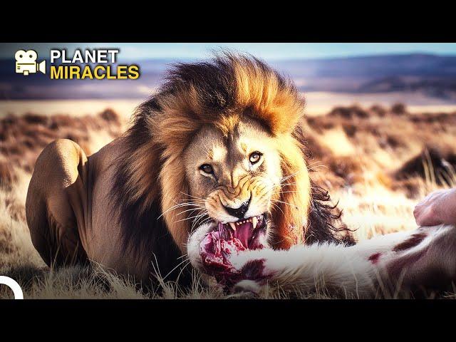 The African Savannah: Realm of Wild Beasts | Exploring Wildlife Diversity