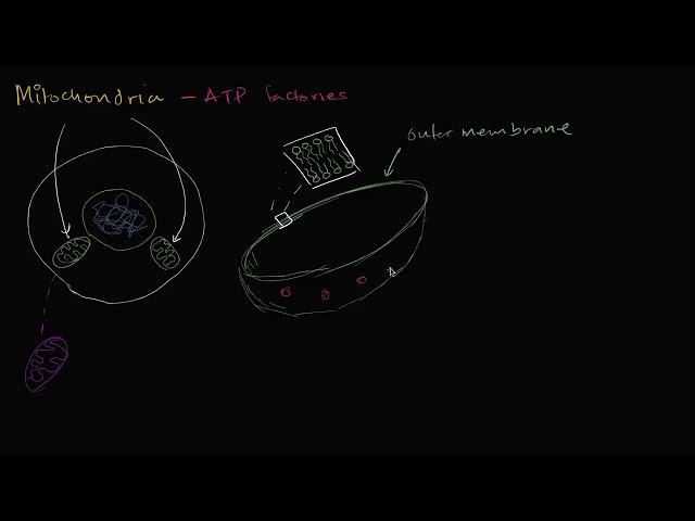 Mitochondria | Structure of a cell | Biology | Khan Academy Hebrew