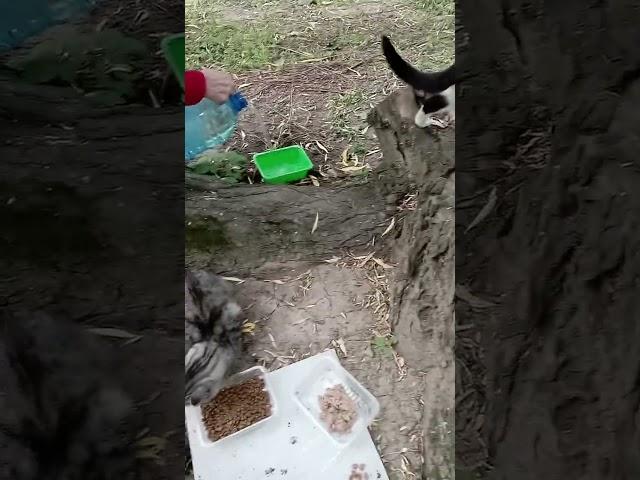 Прийшли годувати котиків під дерево.