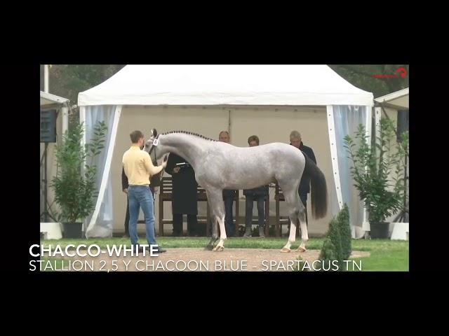 Chacco-white 3yo approved stallion Chacoon blue x Spartacus