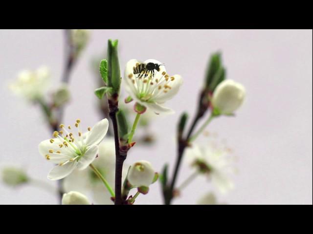 3D Animation der Blütenbestäubung einer Kirschblüte