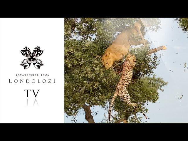 Leopard on Kill Narrowly Escapes Lioness in Tree- Londolozi TV