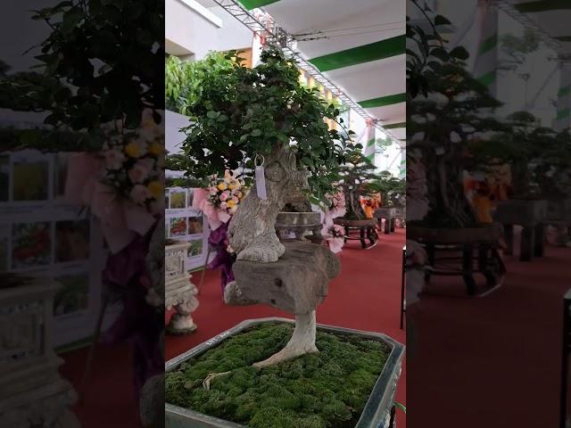 cây Duối độc lạ bám đá