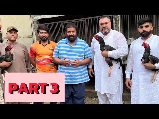 Ustad Rana Safdar Final Part | Pako Breed | Gujranwala Aseel | Band gadi asil