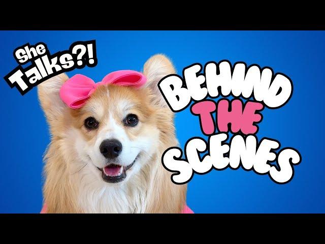 Teaching our puppy how to talk! (Behind the Scenes)