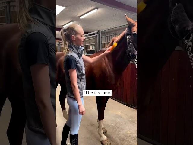 How do you clean your horse?  #horse #horses #pony #rider #riding #equestrian #horseriding #clean