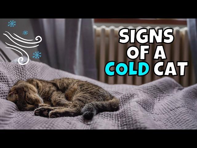 WARNING: 7 Hidden Signs Your Cat is Too Cold 