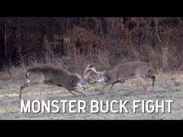 Monster Whitetail Buck Fight