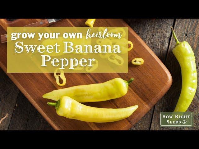 Sow Right Seeds | Sweet Banana Pepper