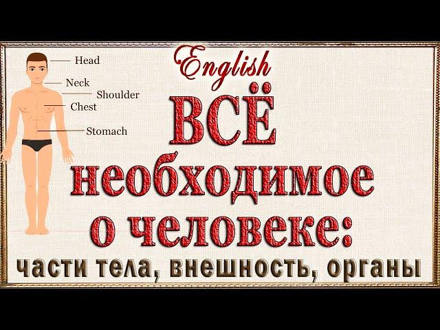 ВСЁ необходимое о человеке на английском: части тела, описание внешности, важные органы.