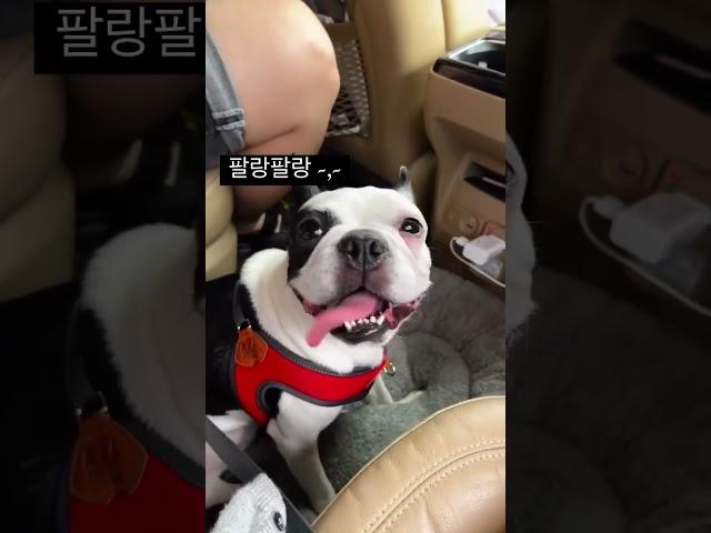 기분이 째지는 보스턴테리어 홀리 #보스턴테리어 #bostonterrier #강아지