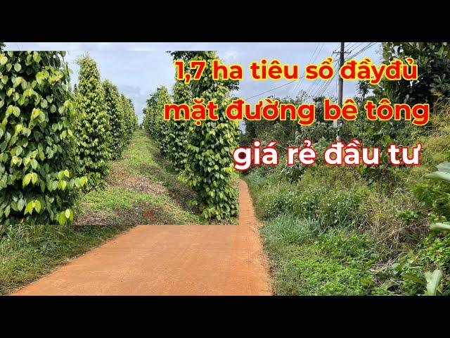 Đã Bán) 1,7ha tiêu ôm mặt đường bê tông,gần trung tâm huyện giá rẻ nhất thị trường lh 0366592989