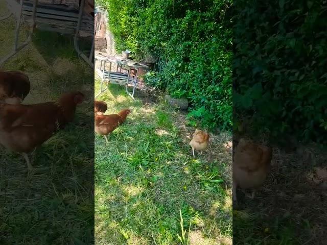 #sunnyday #chicken #hens #poultry #free #range #uk #india #usa #viral #viralvideo vira