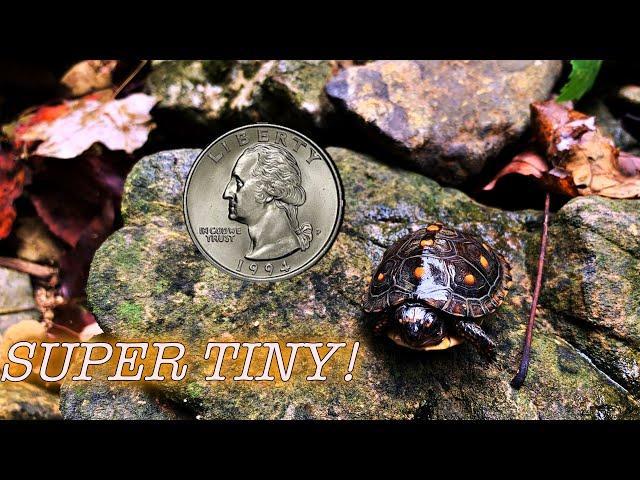 Tennessee is for TURTLES.. It’s a box turtle ARMY!