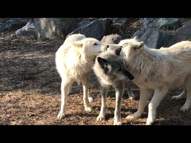 How to Love and Play Like Wolves