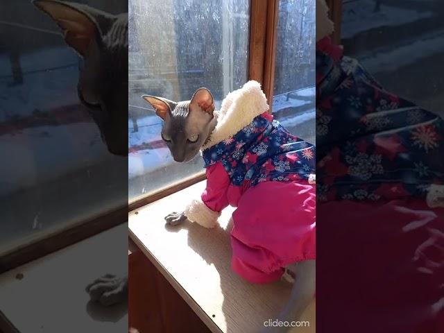 Выйду на улицу, гляну на село