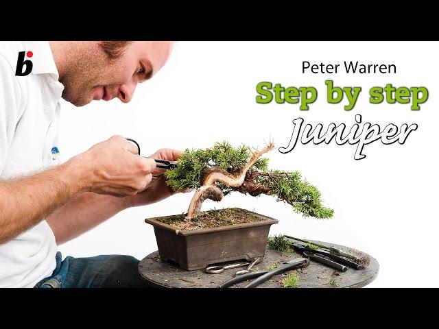 Juniper semi cascade by Peter Warren (UK) Bonsai Focus #6/2012