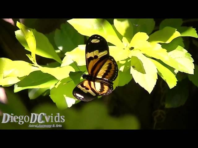 Eueides isabella dianasa Butterfly (Lepidoptera, Nymphalidae, Heliconiinae) Florianópolis Brasil