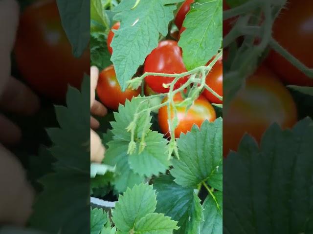 Високий помідор Гібрид Тарасенко  #tomato #помідори #томат  #tomatoes  #помідор  #город  #сад