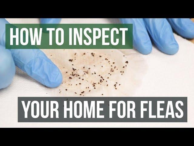 How to Inspect Your Home for Fleas (4 Easy Steps)