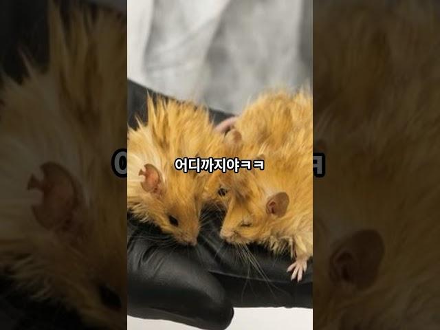 맘모스 재현가능? 실험 성공 소식!