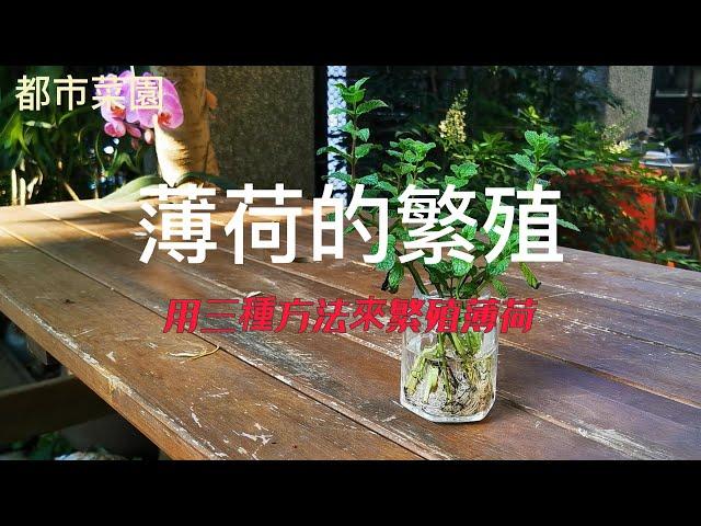 【都市菜園】薄荷的繁殖｜三種方式來繁殖薄荷｜一小盆薄荷也可以種出一大盆喔！