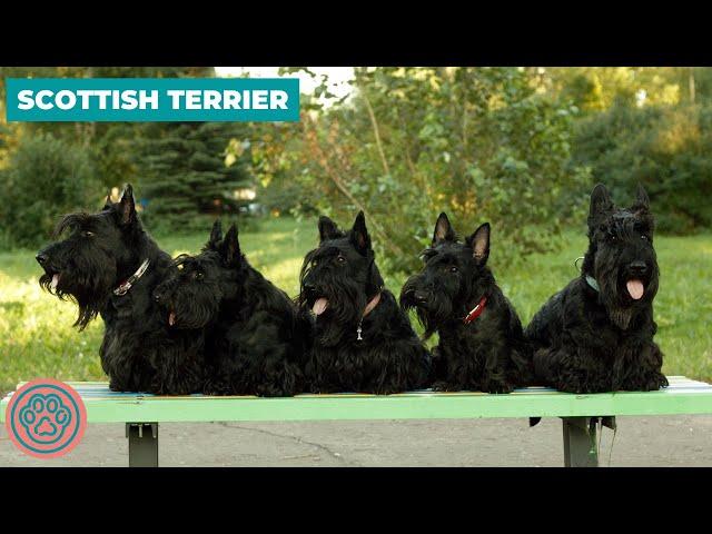 Scottish Terrier - Dog Breed Information