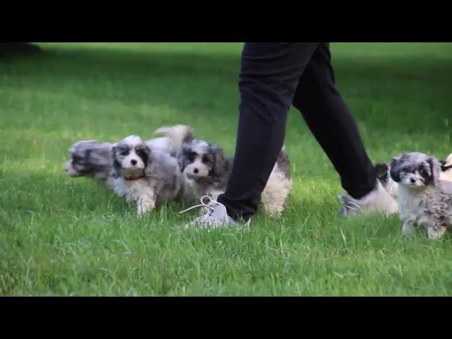 Cavapoo Puppies For Sale Gerald & Verna Stoltzfus