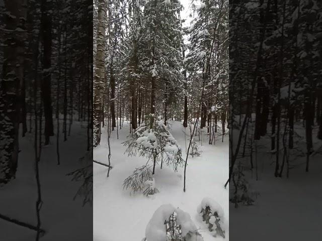 Зимний лес