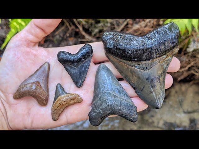 Florida Fossil Hunting - Megalodon Shark Tooth INSANITY!