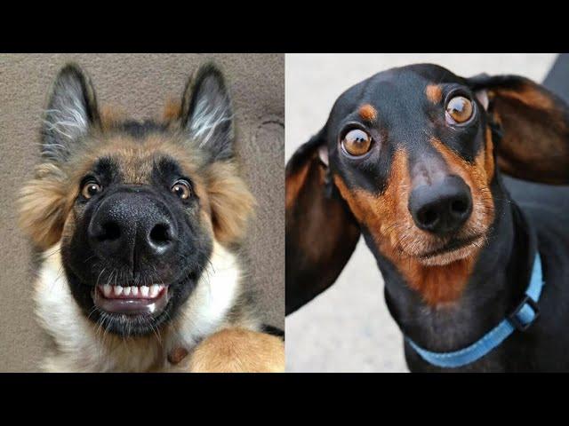 Dogs So Funny You'll Want to Watch Them Again!